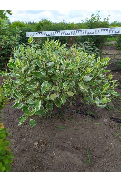 Дерен білий Елегантіссіма - ком20кг/вис.60-70см/Ø40-50см